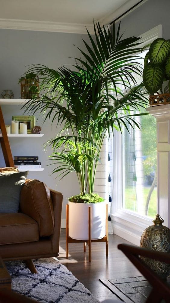 decorar la casa con plantas